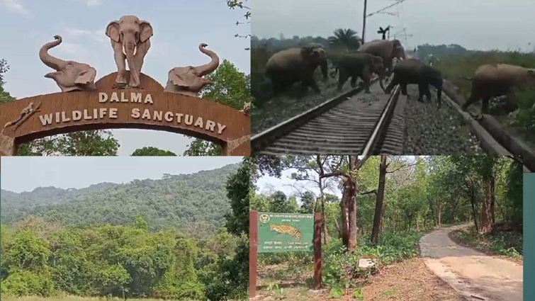 Truth of Dalma Wildlife Sanctuary of Seraikela: Gajraj escapes from Dalma Sanctuary, takes shelter in Ichagarh, know the reason