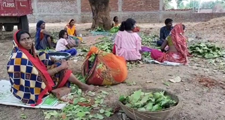 Beedi leaf workers are not getting the right wages in Garhwa