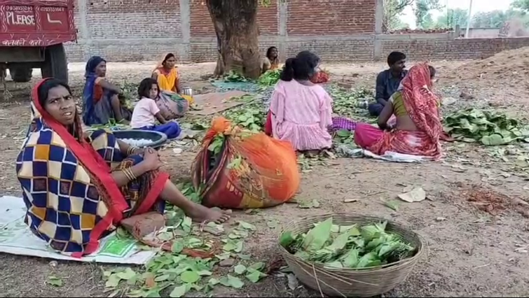 Beedi leaf workers are not getting the right wages in Garhwa