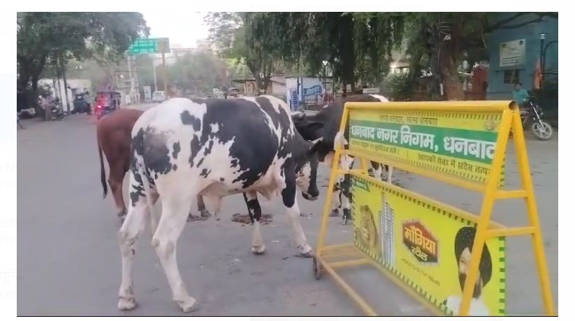 sandh ke hamle se mahila ki gayie jaan 