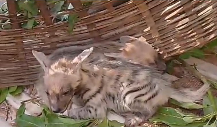  Two hyena babies were rescued in Lohardaga.