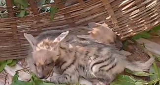  Two hyena babies were rescued in Lohardaga.