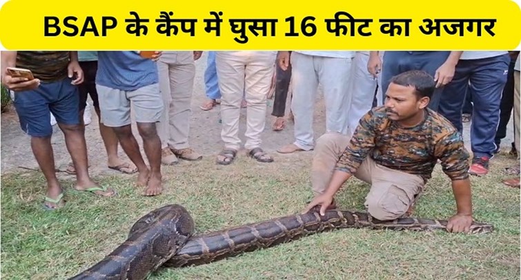 16 feet python entered BSAP camp