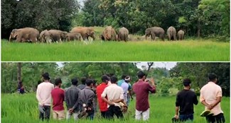 Wild elephants camped in Bedo village