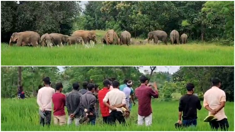 Wild elephants camped in Bedo village