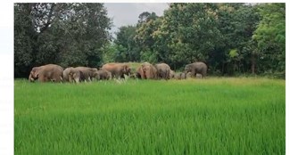 jangali hathiyon ka jhund burhmu mai jamaya dera