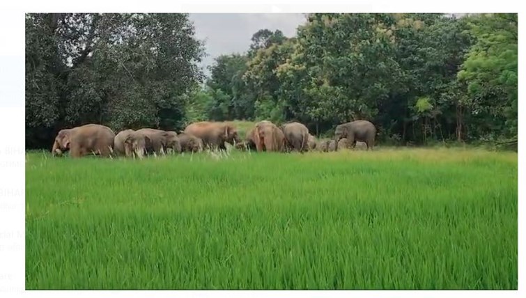 jangali hathiyon ka jhund burhmu mai jamaya dera