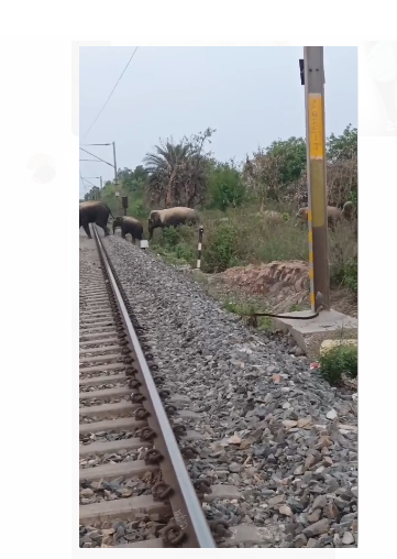 saraikela mai railway track per dikha hathi