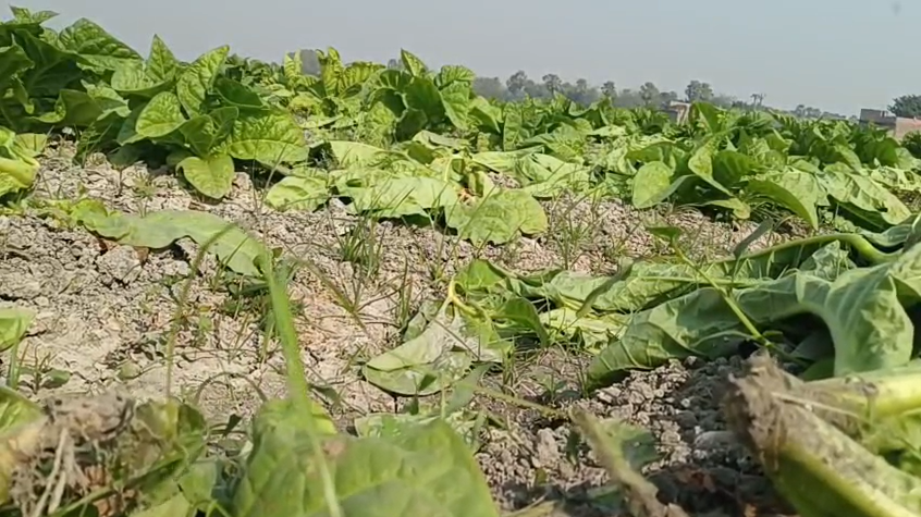 In Samastipur, anti-social elements destroyed crops spread across one and a half bighas of land, causing a loss of eight to ten lakh rupees to the far