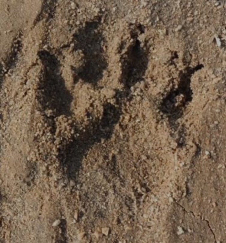 Tiger hunted buffalo in Garhwa district