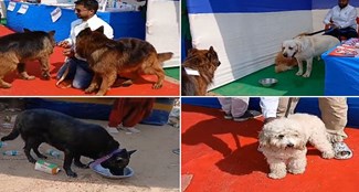 Dog show organized by animal husbandry department