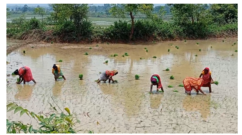 sarath mai barish hone se kisanon ke chehre per khushi 