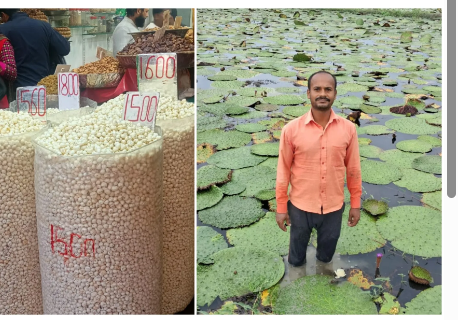 america tak pahuncha bihar ka makhana