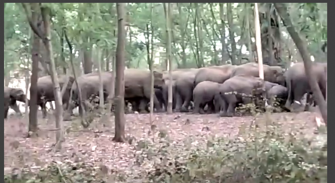 koderma mai hathiyon ka tandav