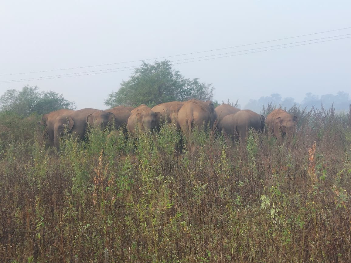 Panic among people due to havoc of wild elephants in Jamui