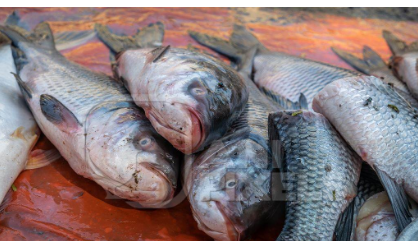 bihar se 39 hazar tun machhaliyon ka niryaat 