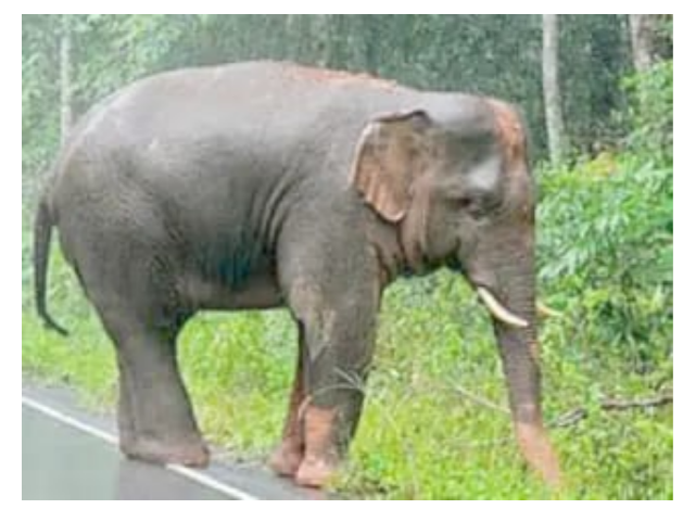 chaibasa mai gajraj ka kahar