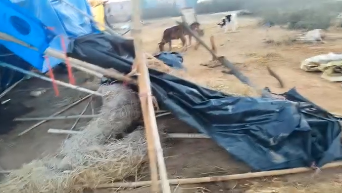 Half a dozen cattle were killed