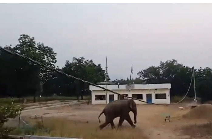 gadhwa mein hathi ka tandaw