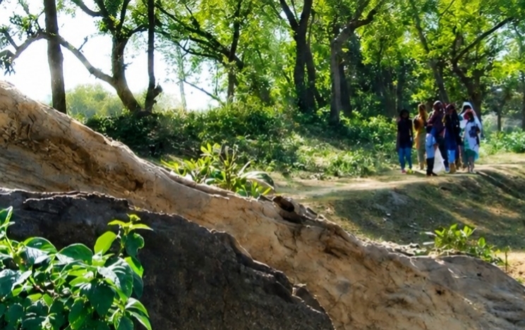 The Legacy of 'Purna Aranya': Where people still worship trees as 'Babuji'