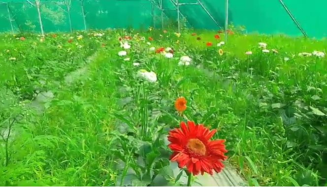 khoob fal raha gerbera fool ki kheti
