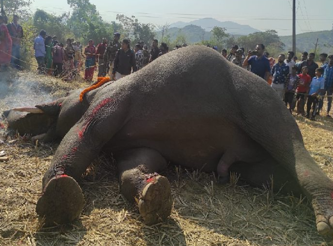 latehar mein current lagne se hathi ki mout
